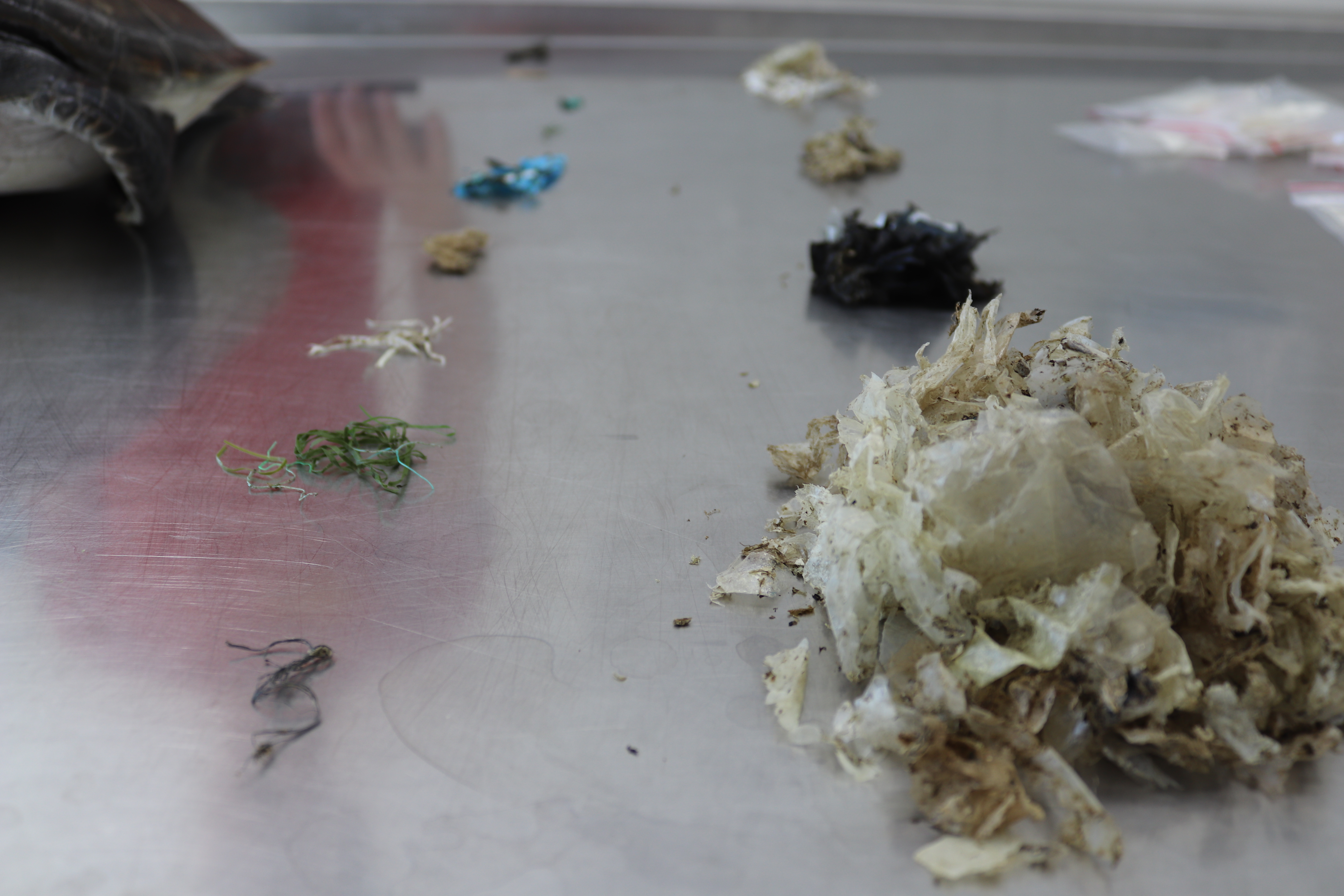 Samples of colored plastic found in the intestines in loggerhead turtles.