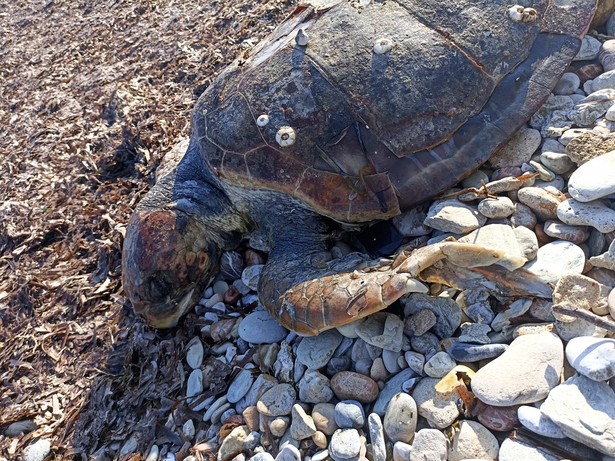 A washed up loggerhead turtles on a beach in Cyprus