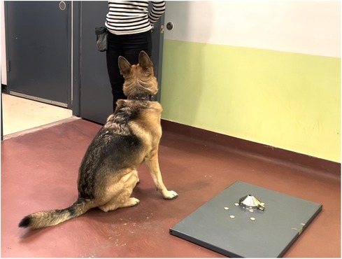 Belgian Malinois-German Shepherd mix dog sitting with her back to the camera, looking at her handler who is just visible from the neck down wearing a black and white striped top and black trousers. There is a grey block on the red flooring with a silver upturned funnel, and the walls have a horizontal stripe of yellow below one of white.