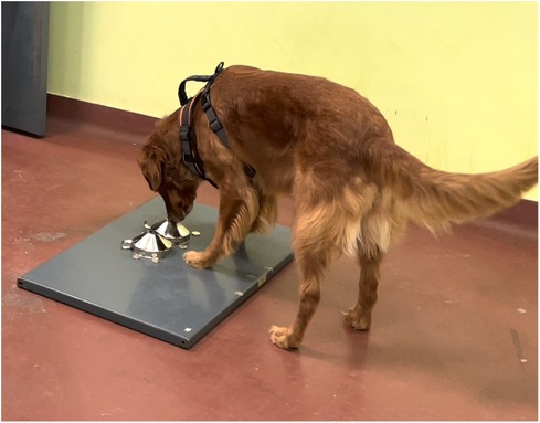 Red Golden Retriever dog sniffing samples under upturned silver funnels on a grey block on the floor; the floor is red and the wall is yellow, the dog is facing away from teh camera