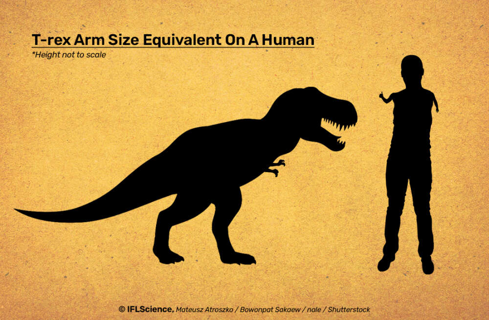 T. rex tiny arms scale