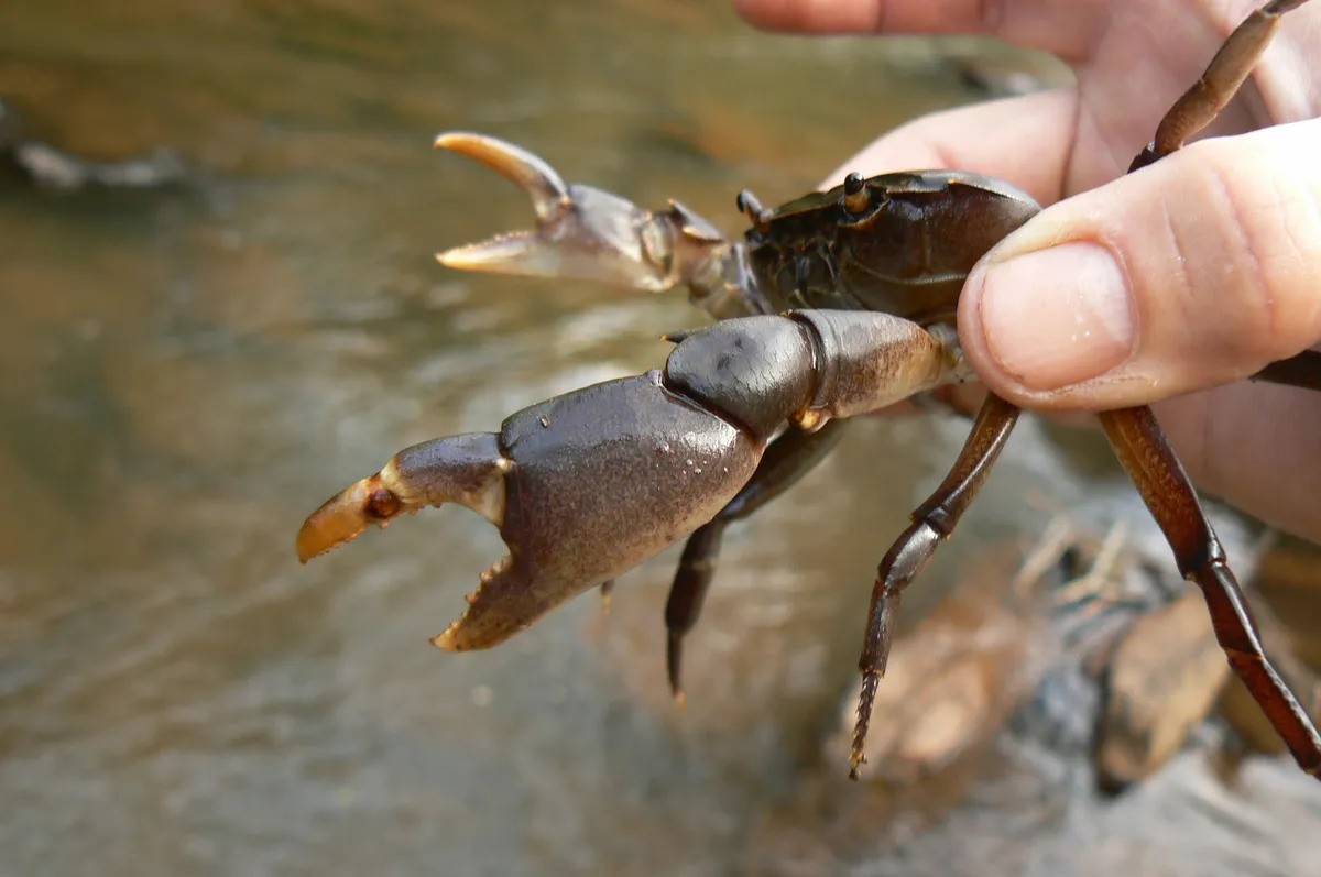 A newly discovered freshwater crab from Mount Namuli