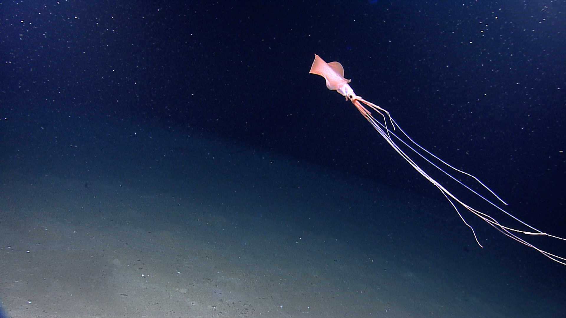 A bigfin squid spotted at a depth of 1,961 meters (6,434 feet) in the Northern Gulf of Mexico during an expedition by the NOAA in 2012. 