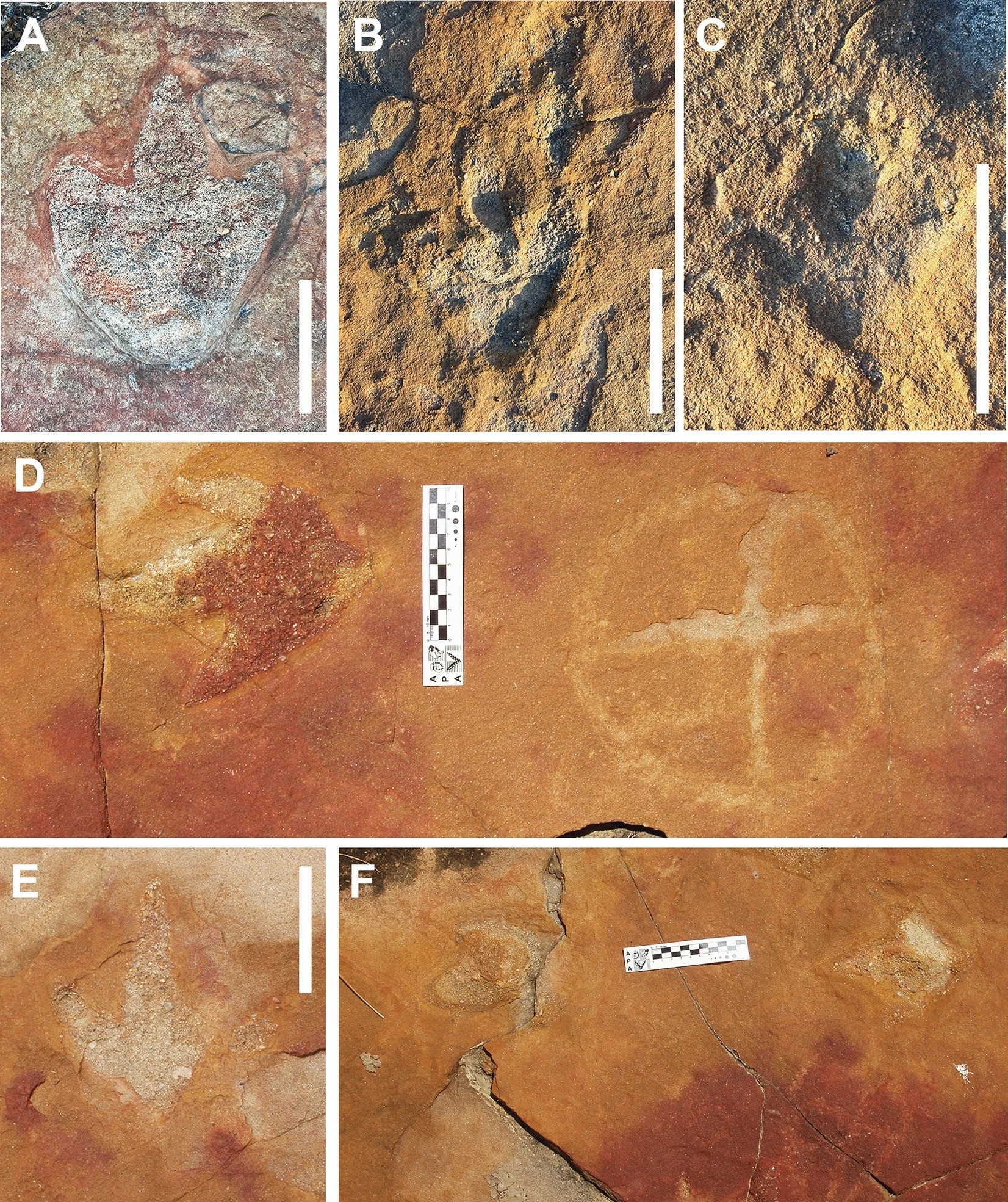 Theropod footprints