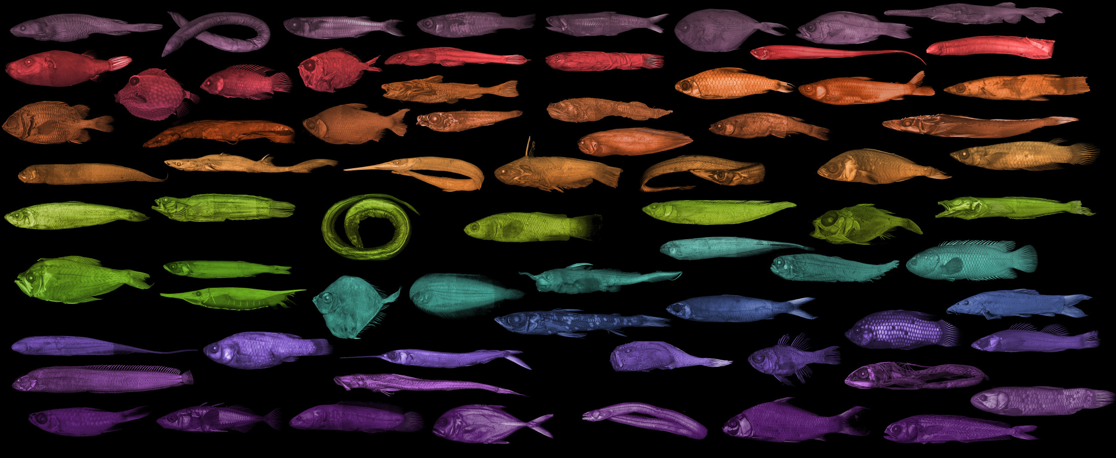 rainbow colored collage of fish ct scans.