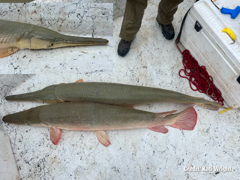 Photo shows Hybrid Alligator Gar x Longnose Gar above, Alligator Gar below for comparison. Inset shows the profile of hybrid gar.