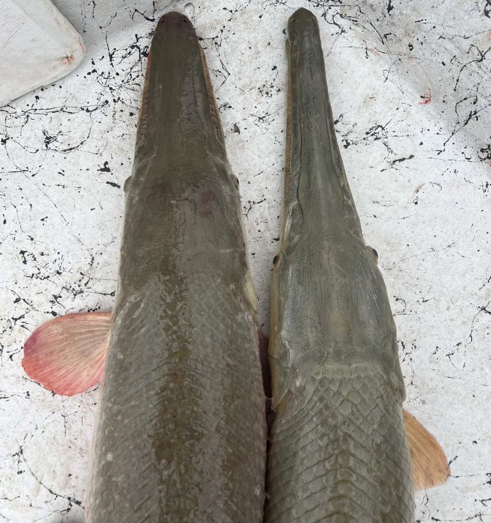 An alligator gar (left) and the hybrid Alligator Gar x Longnose Gar.