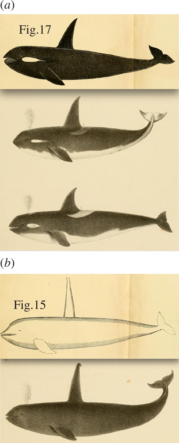 Five illustrations of killer whale stacked on top of one another. Each depiction shows a different orca on profile facing the left. The first animal is almost completely black, with a sharp long dorsal fin and small blob of white on its cheek. The second orca has a white belly, the same white blob on the cheek and its tail is curved upwards at the end. The third orca is shorter and has a smaller dorsal fin and a larger white patch behind it. The fourth orca is completely white, has a much taller dorsal fin with a slightly bent tip. The style of this drawing looks different from that of the others. The final orca is a completely black version of the fourth one and also has a bent tip.