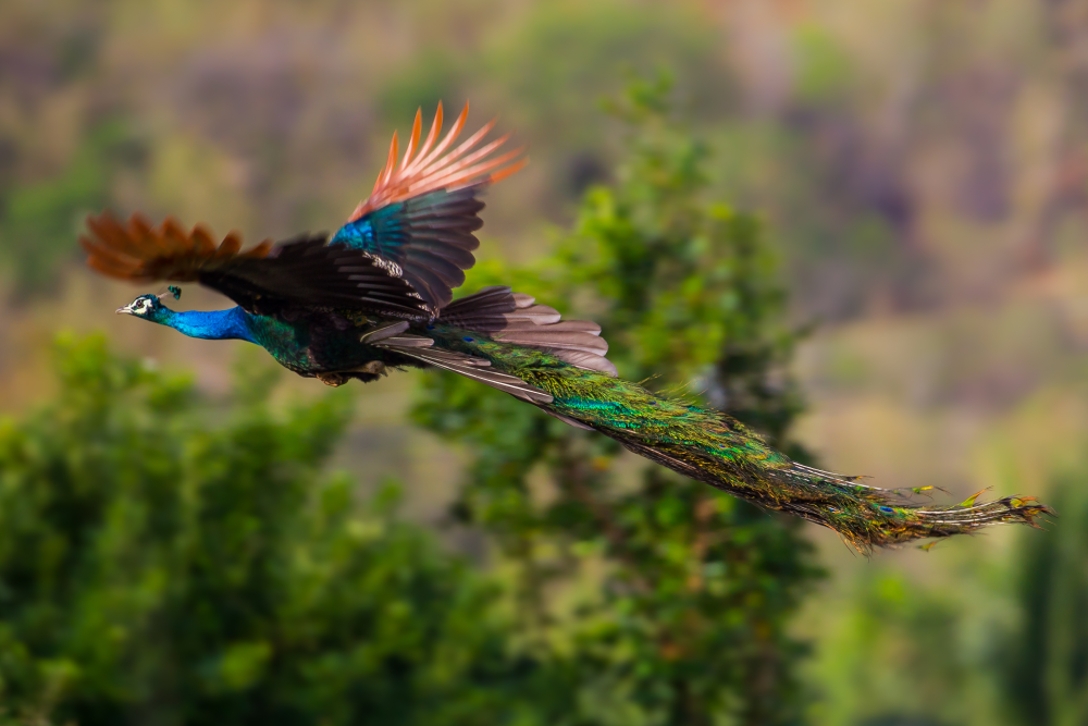 can peacocks fly? yes, and here's one doing it