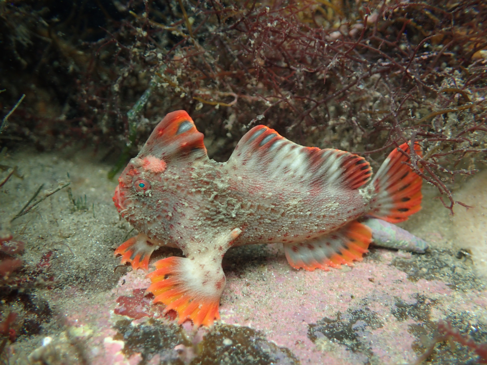 red handfish