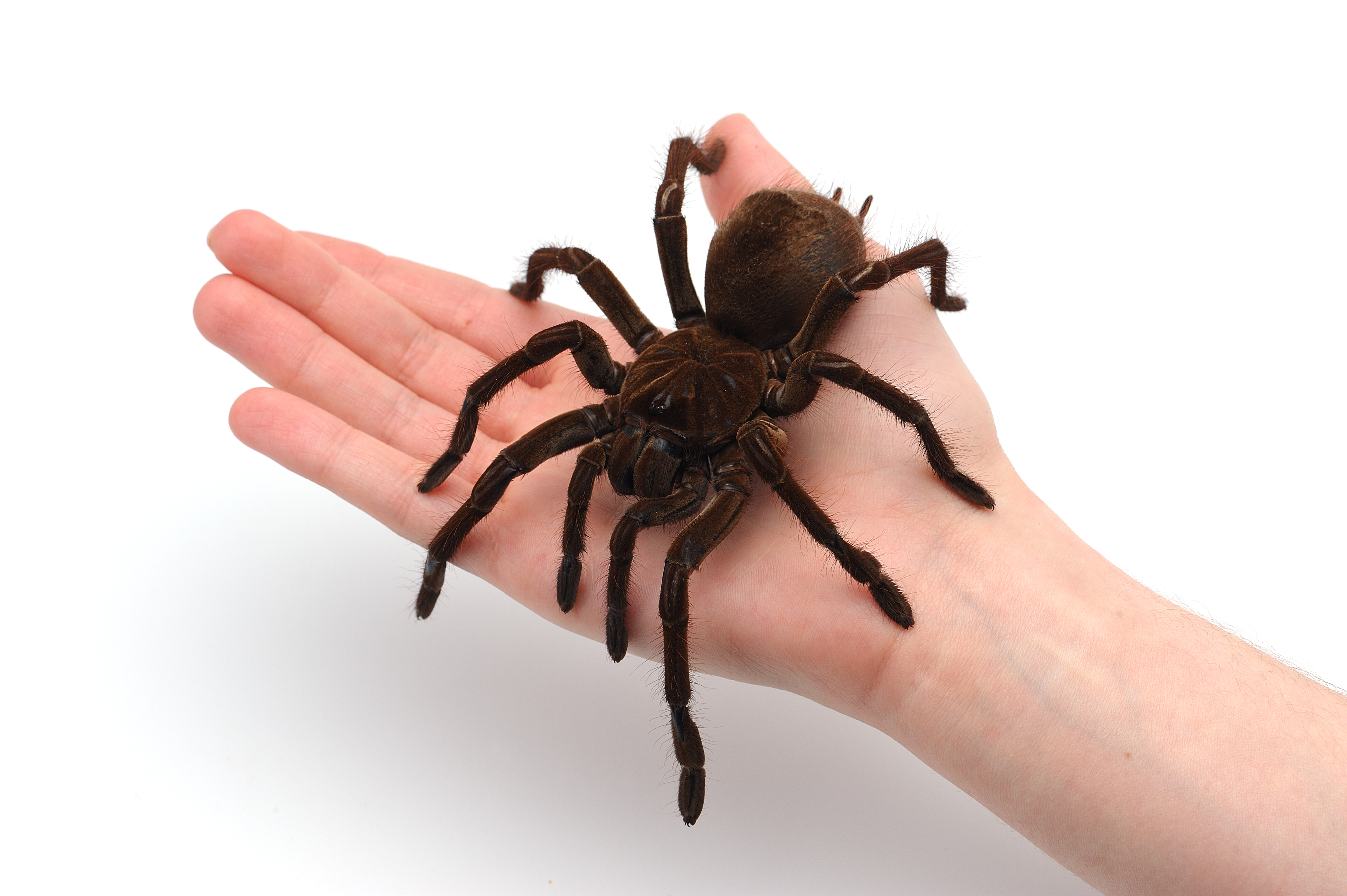 Black Goliath Birdeating Spider Sitting on Male Hand. Isolated Halloween Concept.