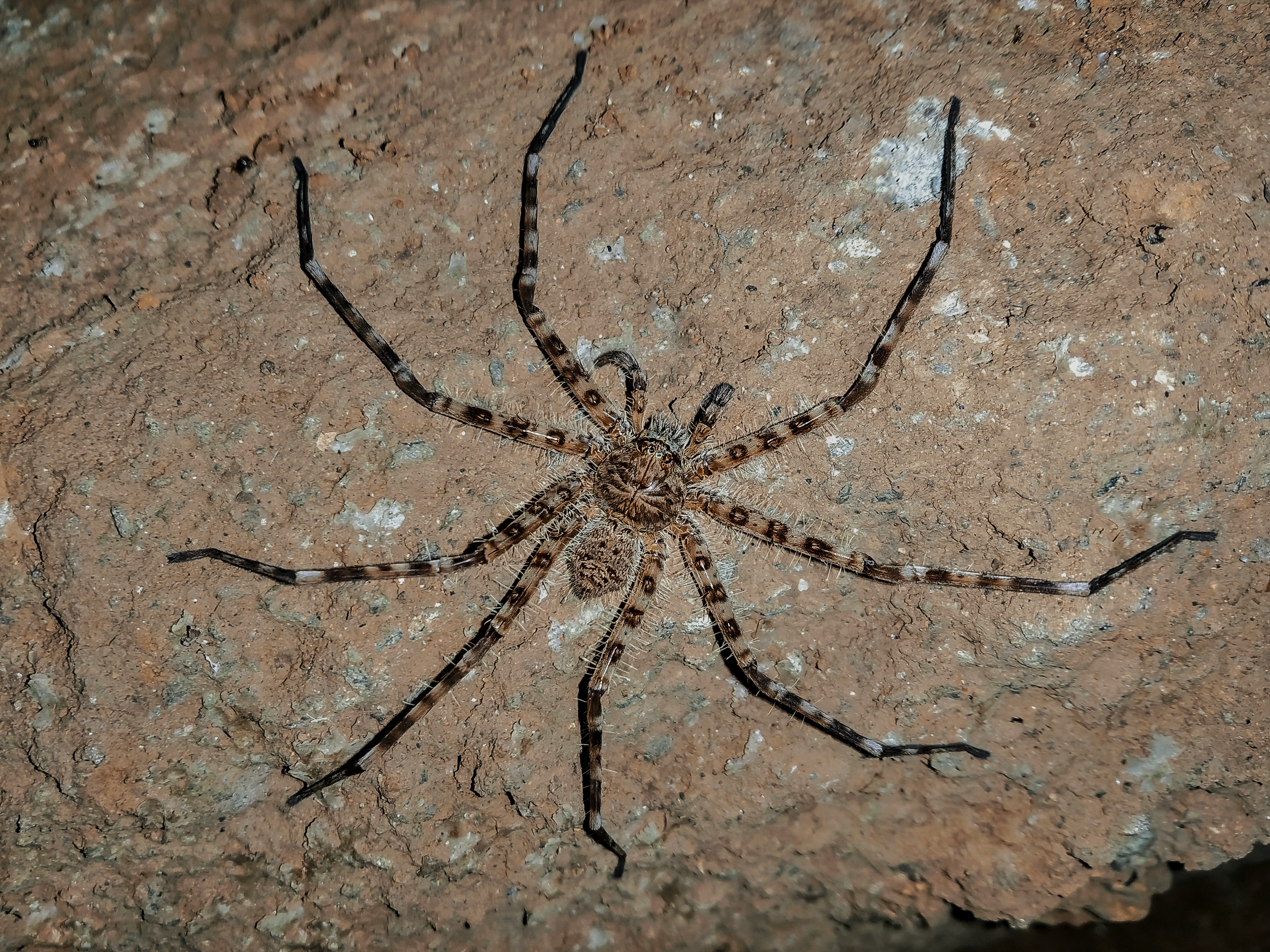 Giant huntsman spider on rough surface