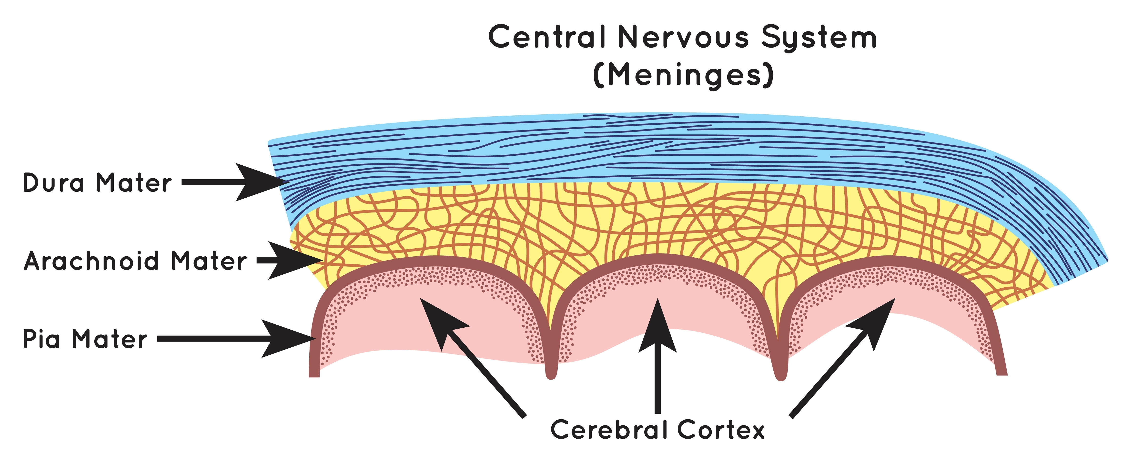 illustrated diagram of cross section of the meninges, showing the dura mater in blue, the arachnoid mater in yellow, and the pia mater in pink over the lighter pink of the cerebral cortex