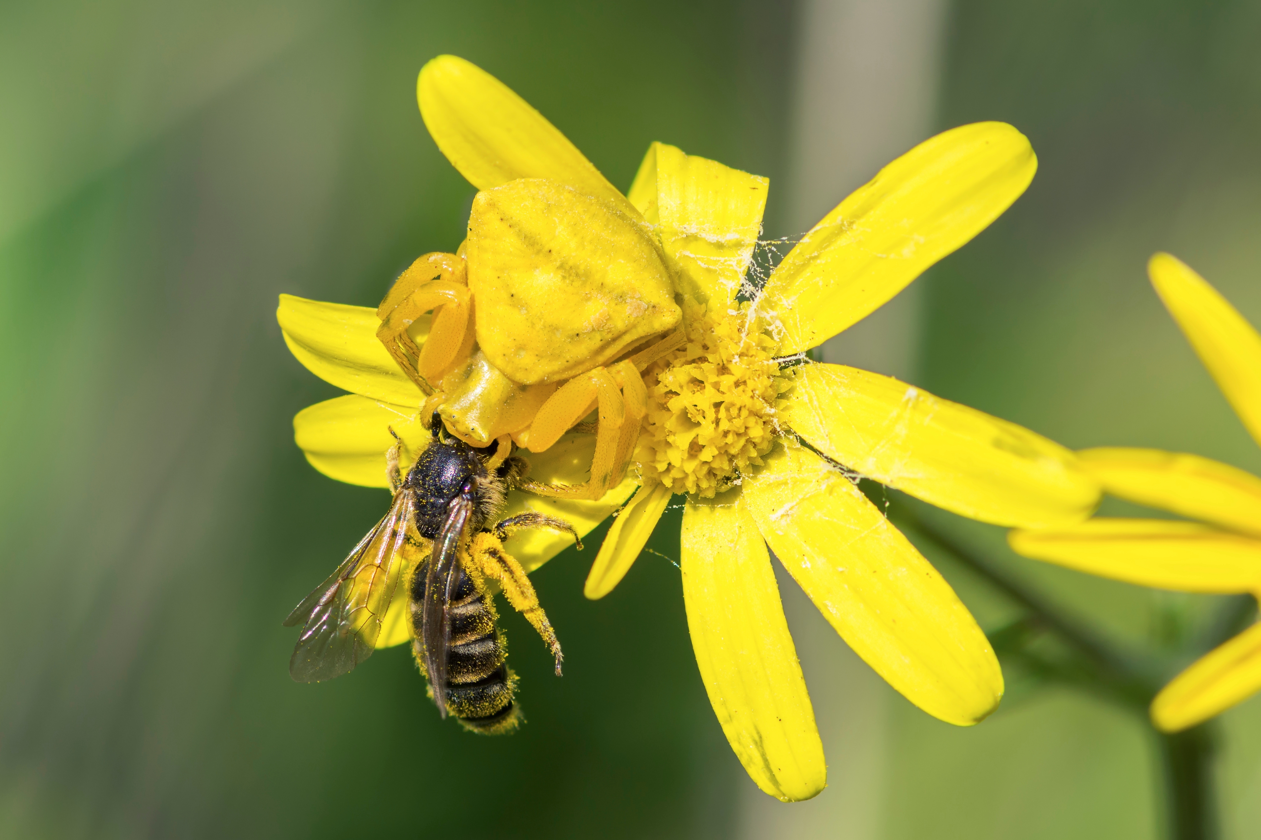 Bright yellow flower with yellow spider holding onto winged insect on top