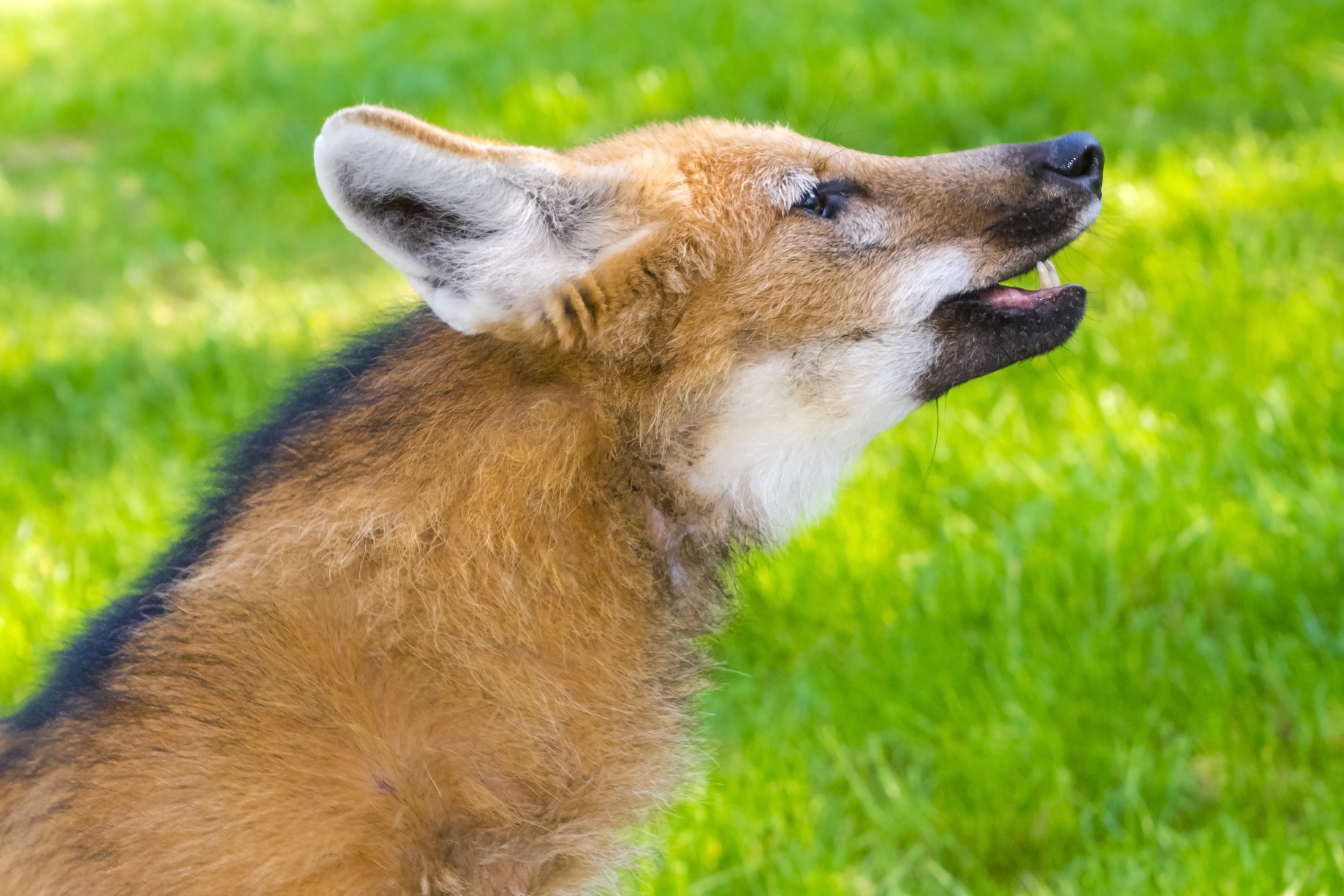 Close up of a side profile of a maned wolf. The mouth is slightly open showing two white pointed teeth and a pink tongue.