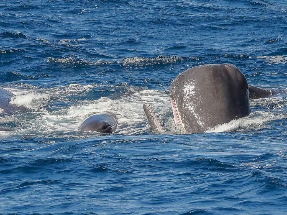 sperm whales under attack by orcas