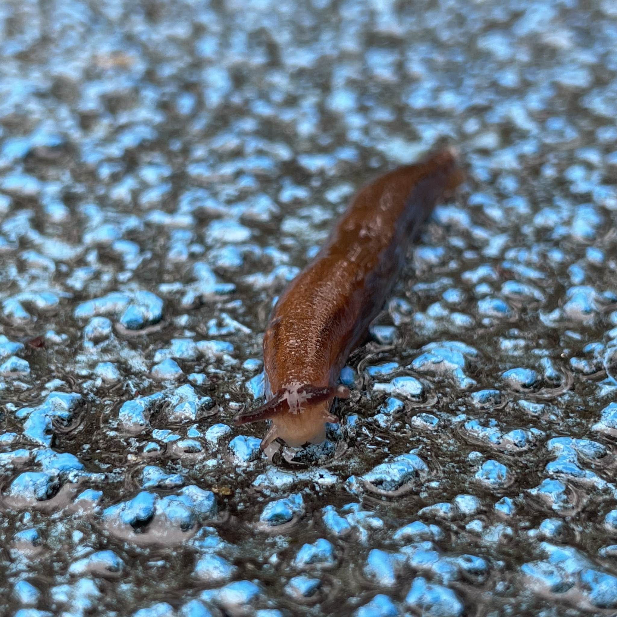 brown slug facing camera photographed on blue and grey mottled surface