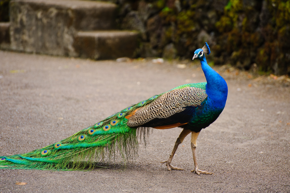 a peacock train