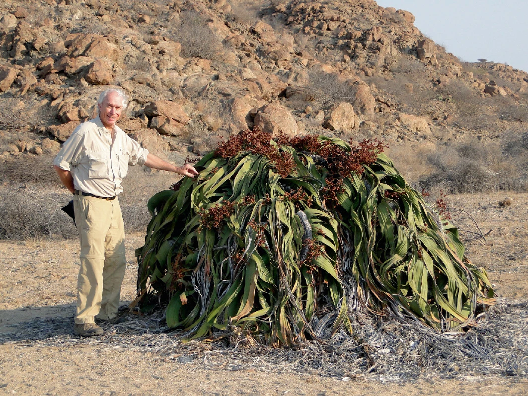 Probably the largest and oldest specimen of Welwitschia mirabilis, standing next to Brian Huntley. The plant stands shoulder height to Huntley and is around twice as wide as it is tall.