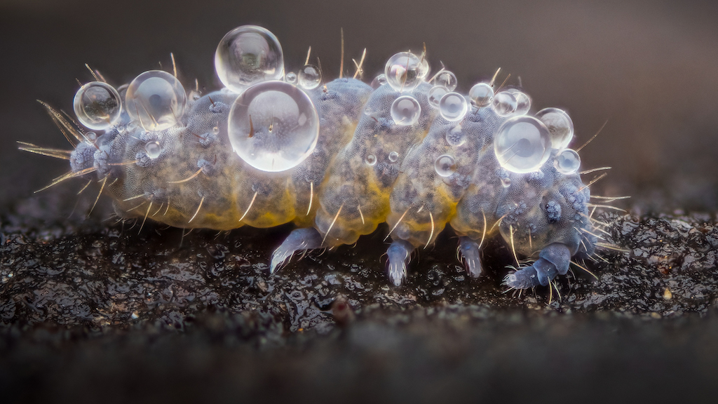 A springtail (Neanura muscorum) covered in dew droplets. 