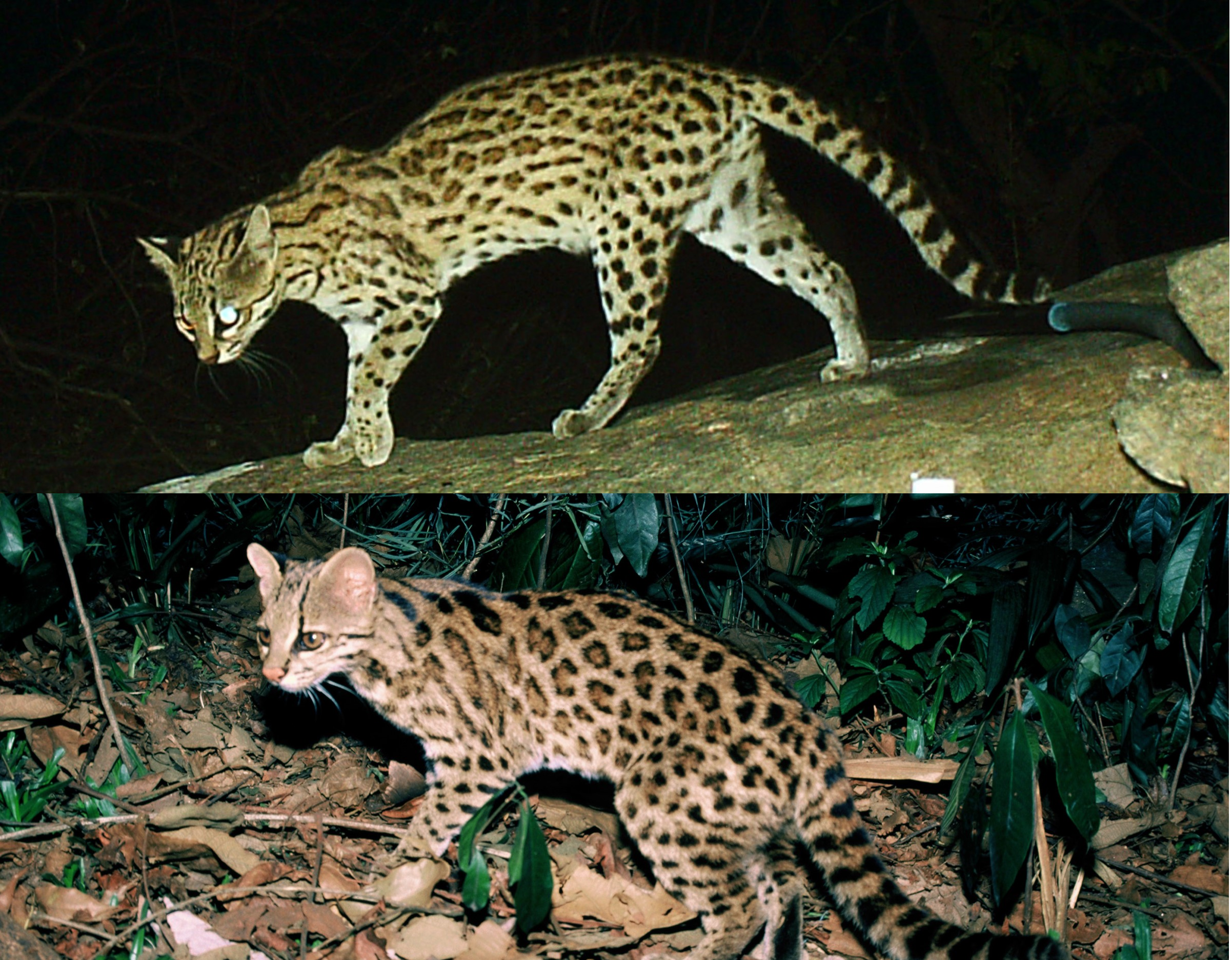 Two other species of tiger cat:  the northern tiger cat (top) and the Atlantic Forest tiger cat (bottom).