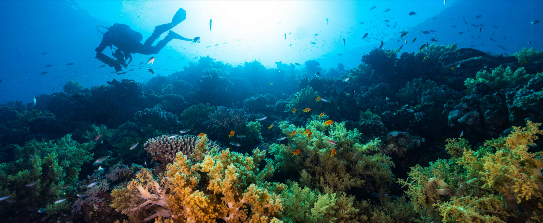 The Red Sea is home to unique coral reefs and very rich marine biodiversity 