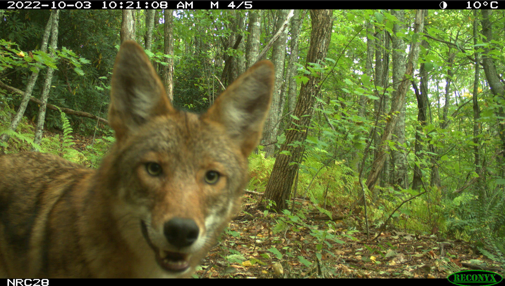 An eastern coyote close up to a camera in the green forest trees.