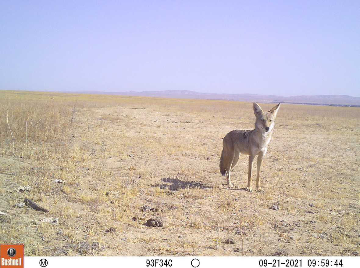 An eastern coyote hunting on open plains in North America.