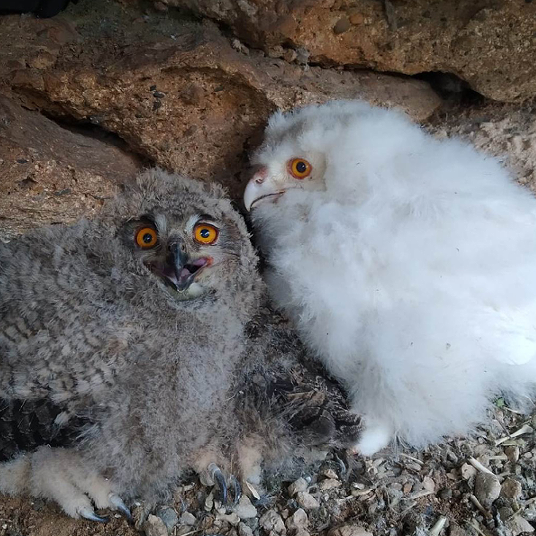 Two eagle owl chicks in a nest. The left chick is the typical grey and black coloration while the right chick is white and fluffy. Both chicks have bright orange eyes. 