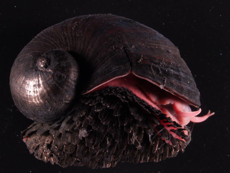 An example of a volcano snail projected against a black background. The snail's shells has a spiral towards it rear and it in the shape of a ram's horn. The shell is dark but there are pink parts of the snail visible as it extends out. The foot of the snail is covered into a skirt of dark scales that look like medieval armour.