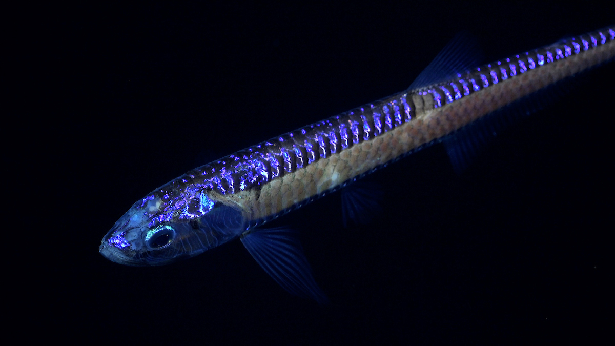 A deep-sea dragon fish, an apex predator with enormous jaws filled with fang-like teeth, found on the southeastern flank of an unexplored and unnamed seamount.