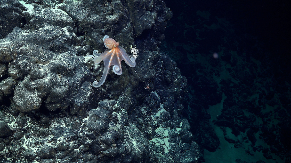 An octopus seen on the southeastern flank of an unexplored and unnamed seamount located within the national jurisdiction of Chile, east of Motu Motiro Hiva, an uninhabited island along the Salas y Gómez Ridge.