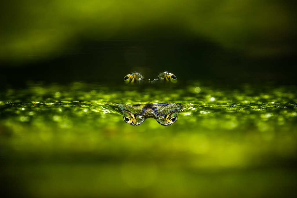 Wildlife photography of frog in a pond from the WOPUTY photography competirion
