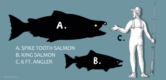 A diagram showing the size of the spiked-toothed salmon compared to a modern day King Salmon and a 6 foot tall human angler. The giant spike-toothed fish and the smaller king salmon are labelled A and B and are blacked out diagrams, whereas the angler is an illustration of a man with his back turned. he is holding a fishing rod and has his left arm extended out. He has a great ass too. 