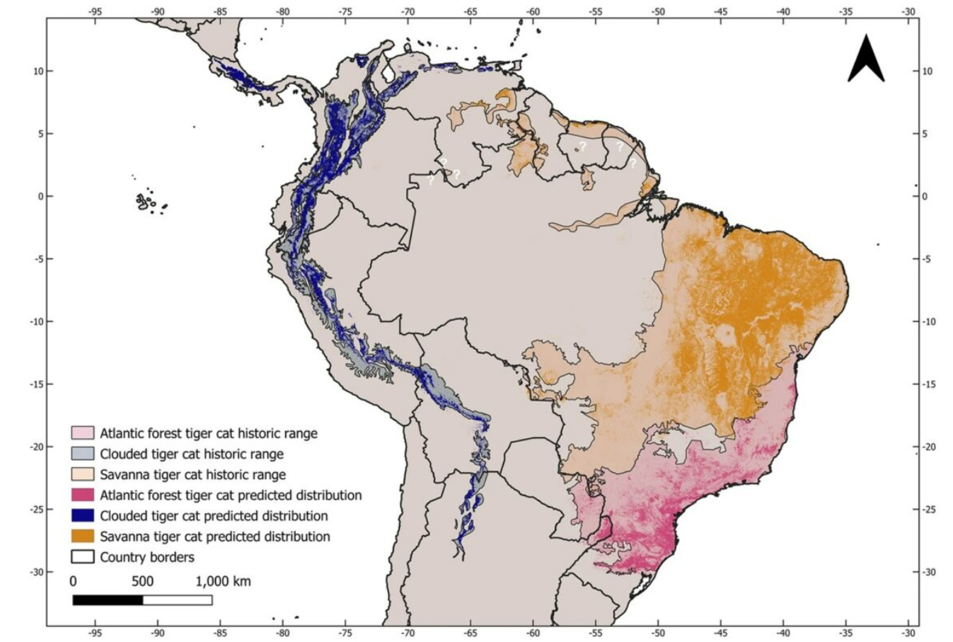 A map of South America showing the historical and predicted current distribution of the three tiger cat species.