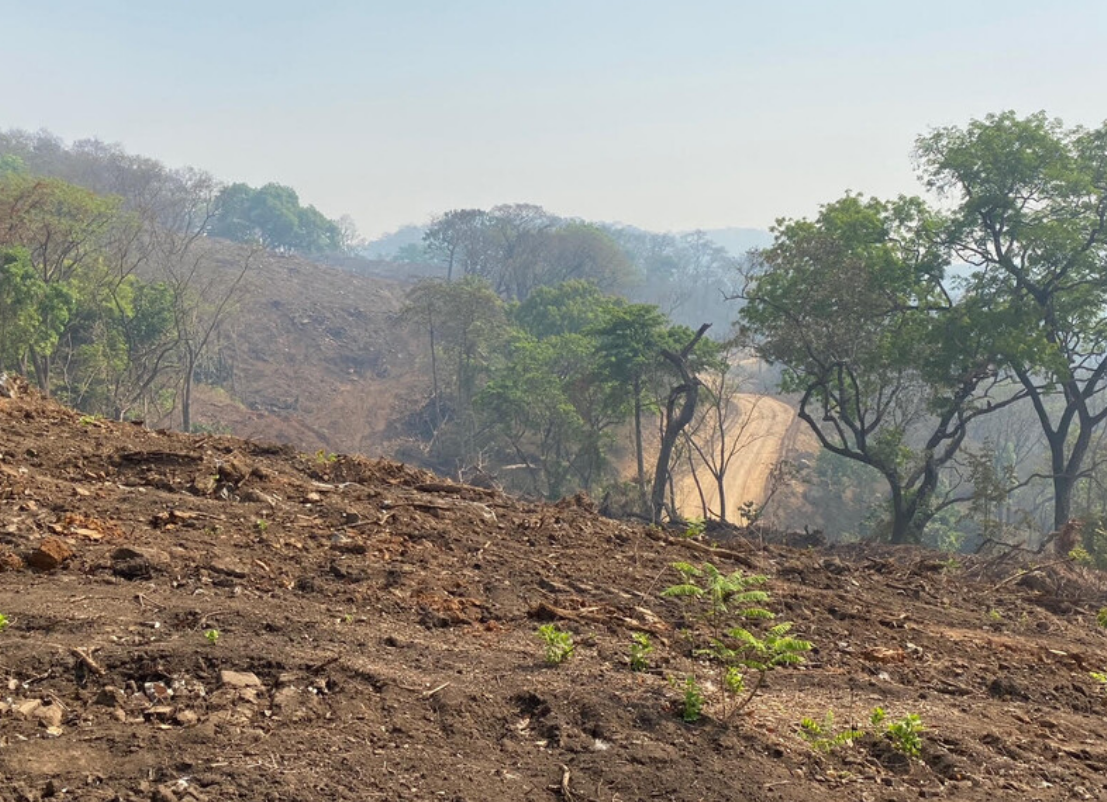 Chimpanzee habitat cleared for a railway to transport iron ore to a port in Guinea.