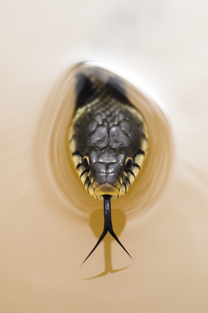 Wildlife photography of a snake's head poking out the water.
