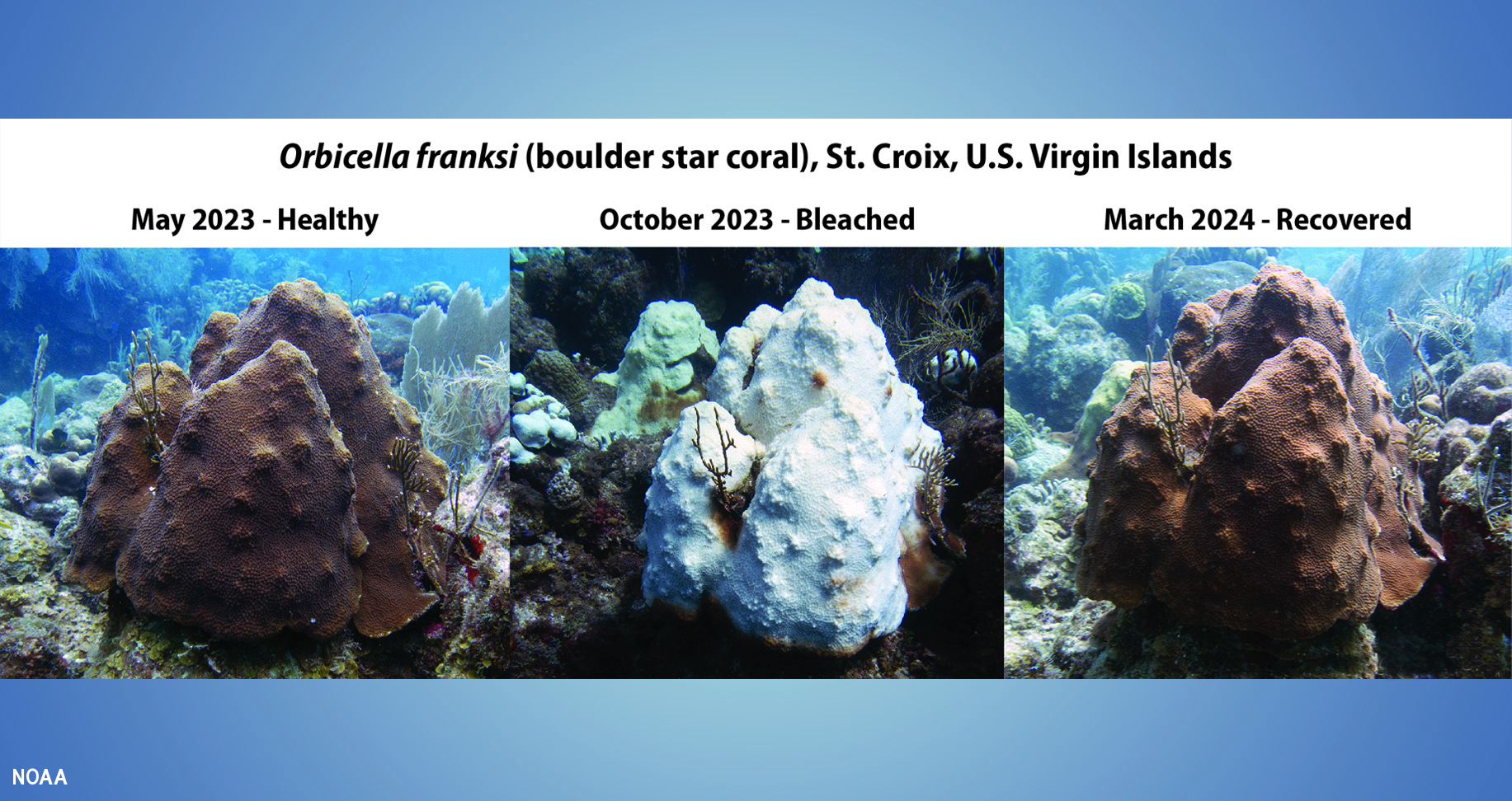 Boulder star coral in Caribbean healthy, bleached, and recovered
