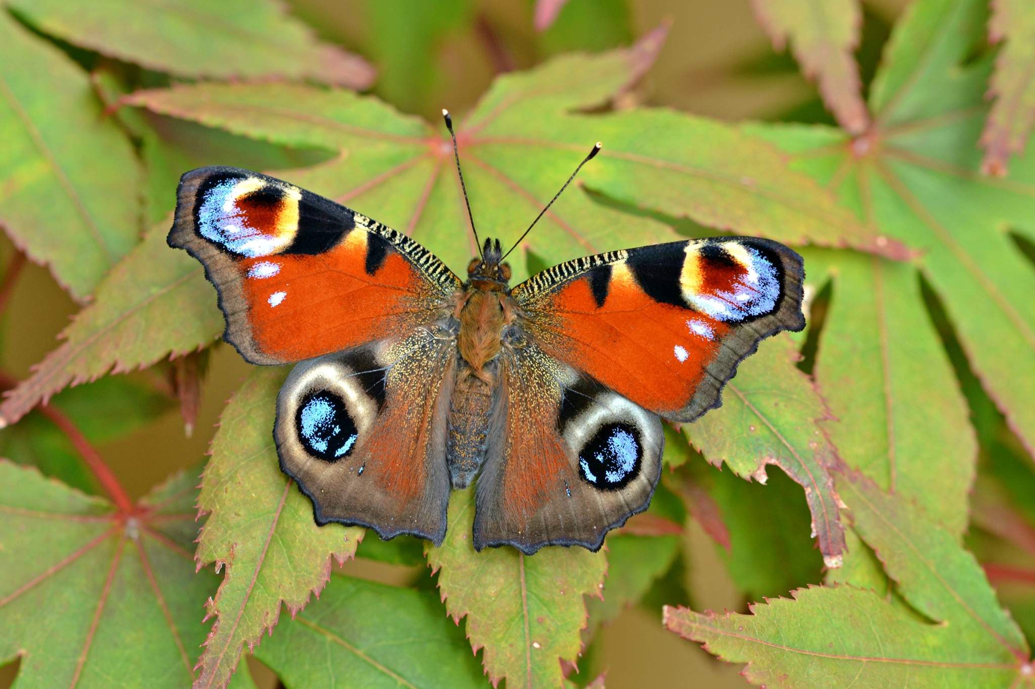 The European peacock, aka the peacock butterfly, is a colourful butterfly on a green leaf