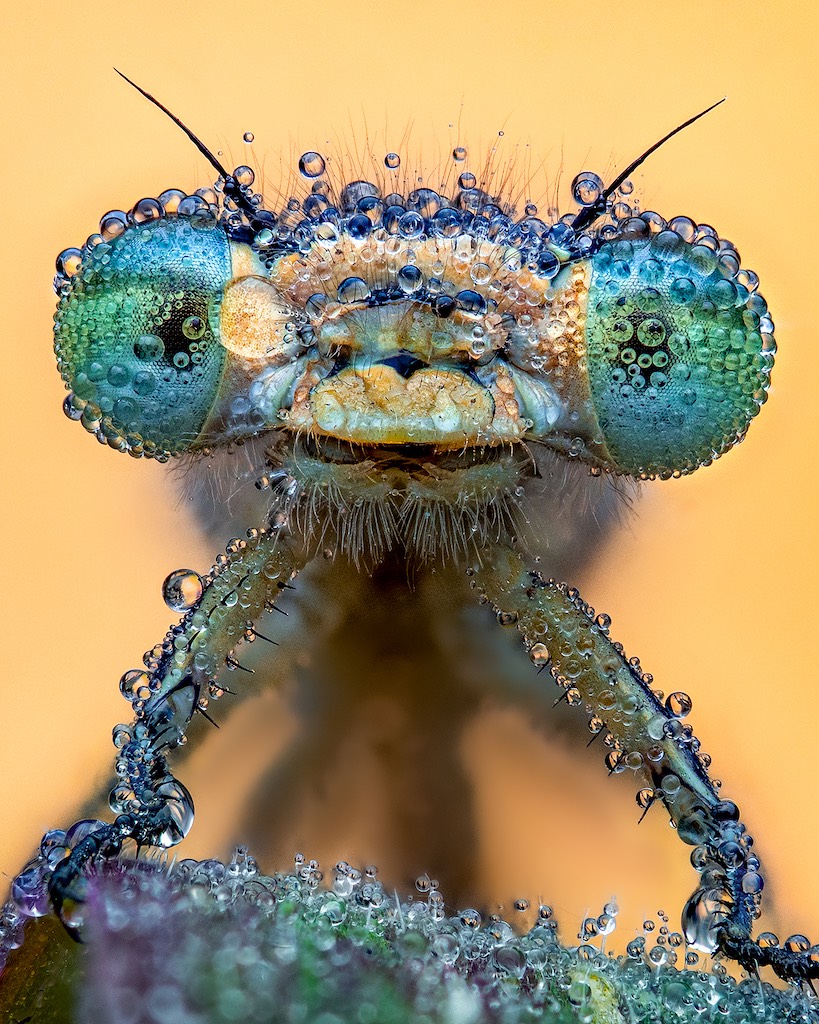 Close-up wildlife photography of a dragonfly covered in due.