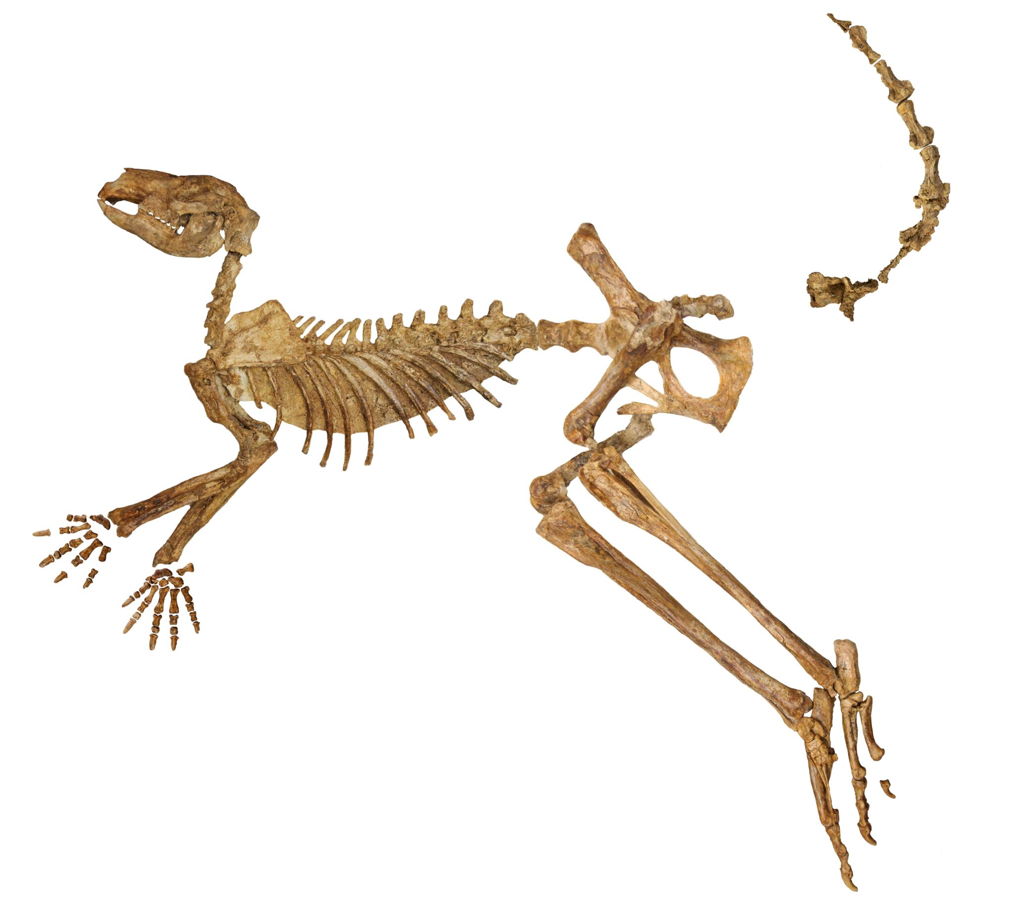 A near-complete fossil skeleton of the extinct giant kangaroo Protemnodon viator from Lake Callabonna, missing just a few bones from the hand, foot and tail.  