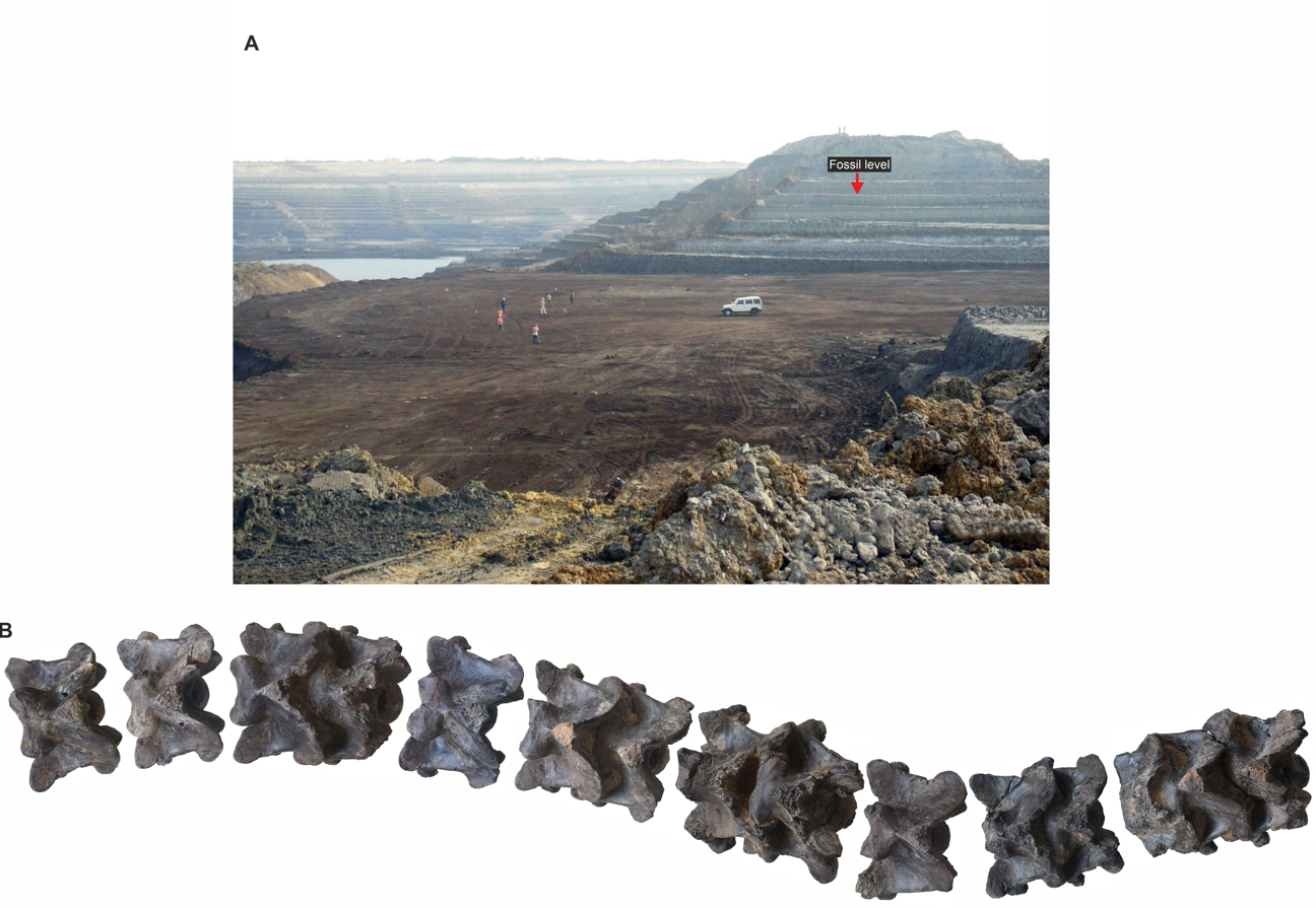 A) Panoramic view of the fossil site and B) a composite image of Vasuki’s vertebra