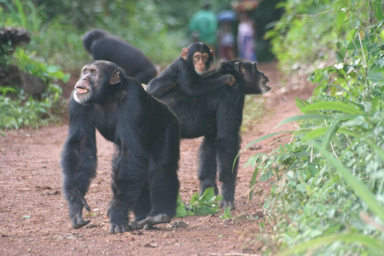 Chimpanzees walking along a human-made road.