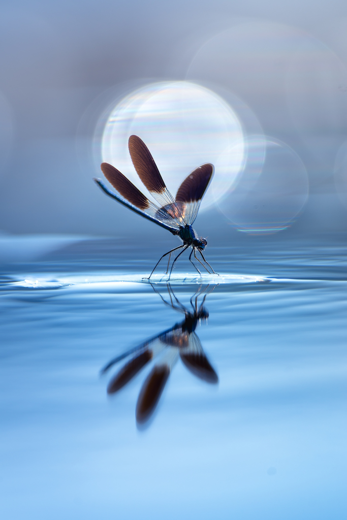 Wildlife photography of a delicate damselfly resting on water.