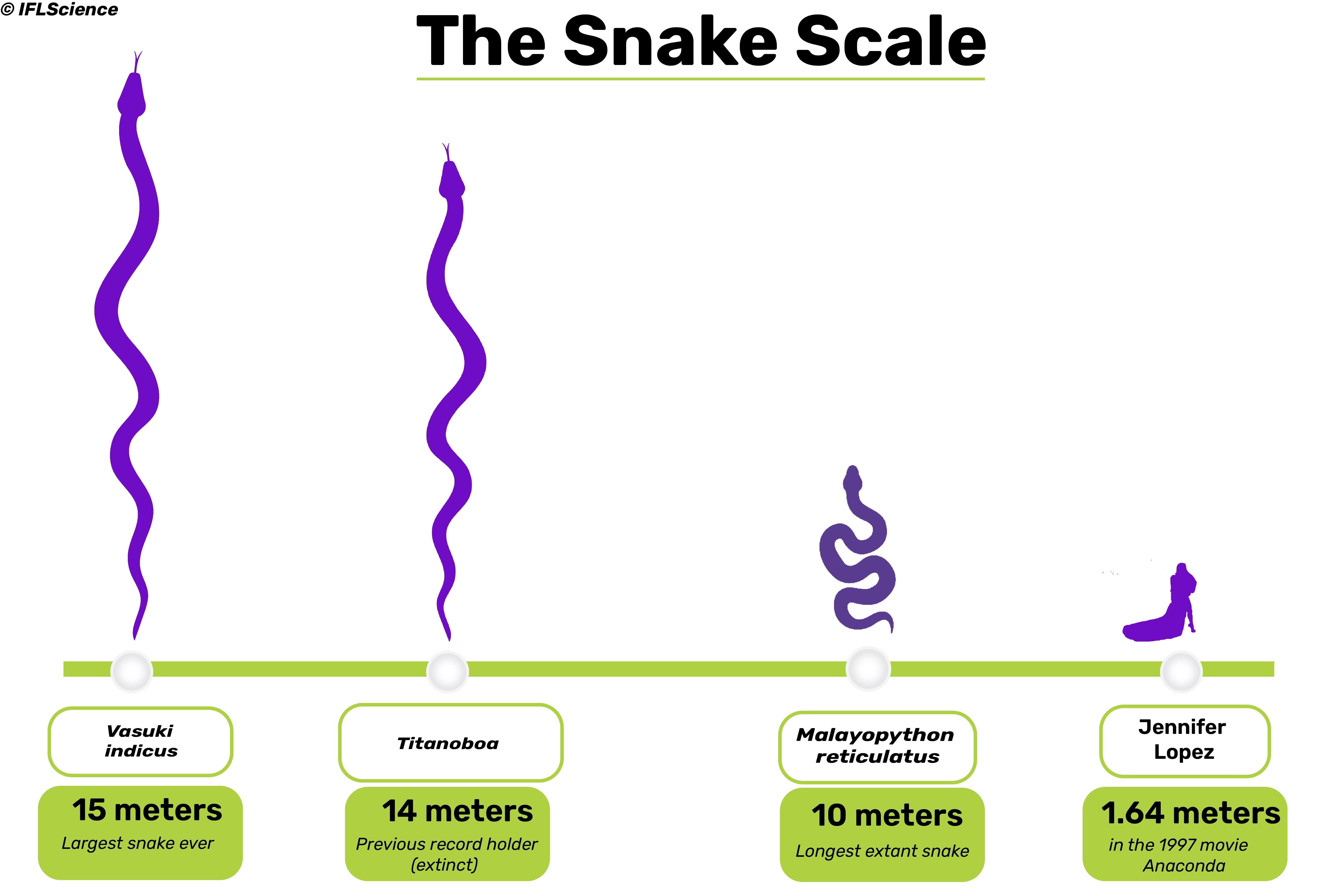 A size comparison illustration of different snakes, including anaconda and titanoboa.
