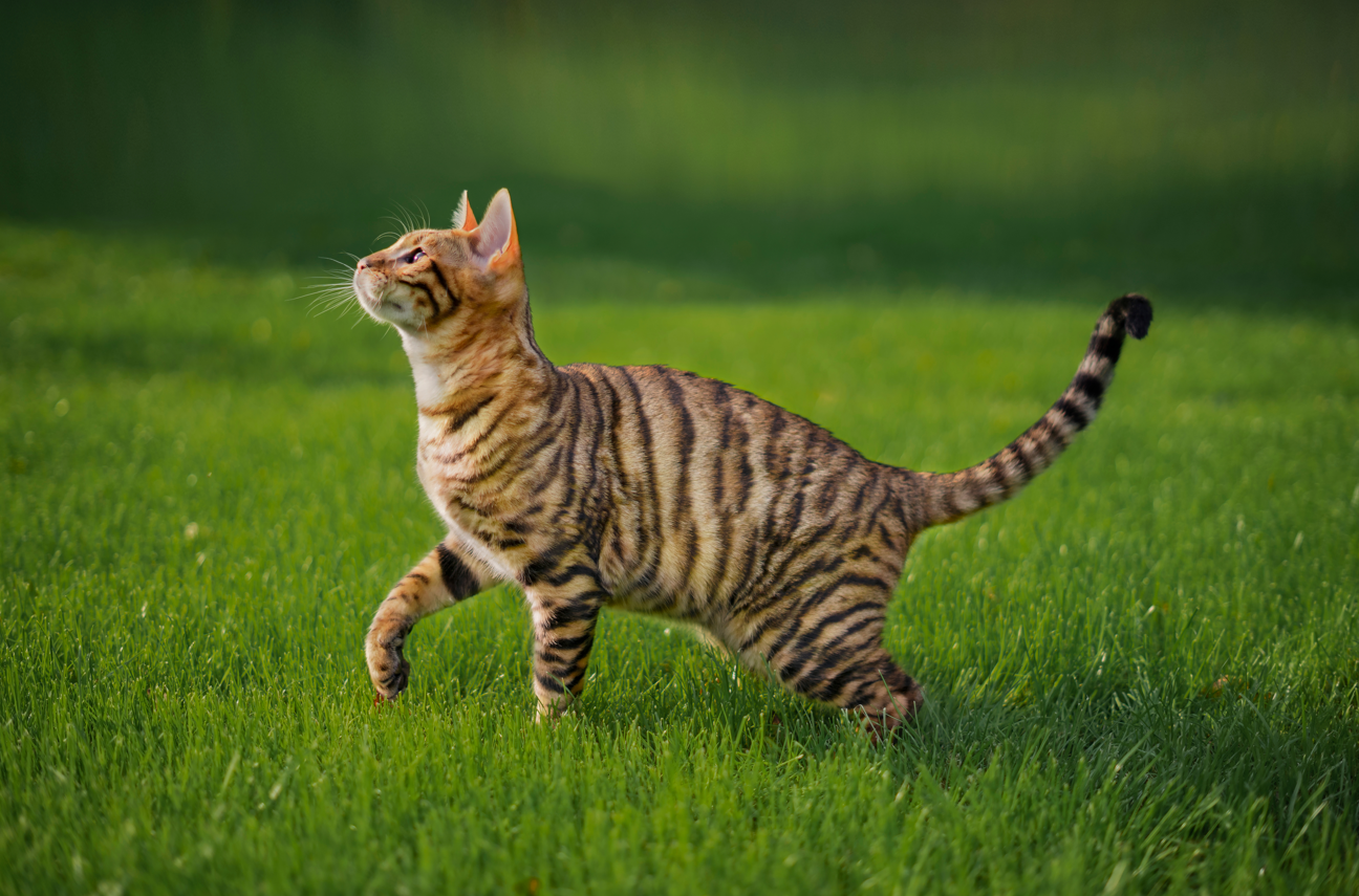 Toyger cat with stripes outside standing on green grass.