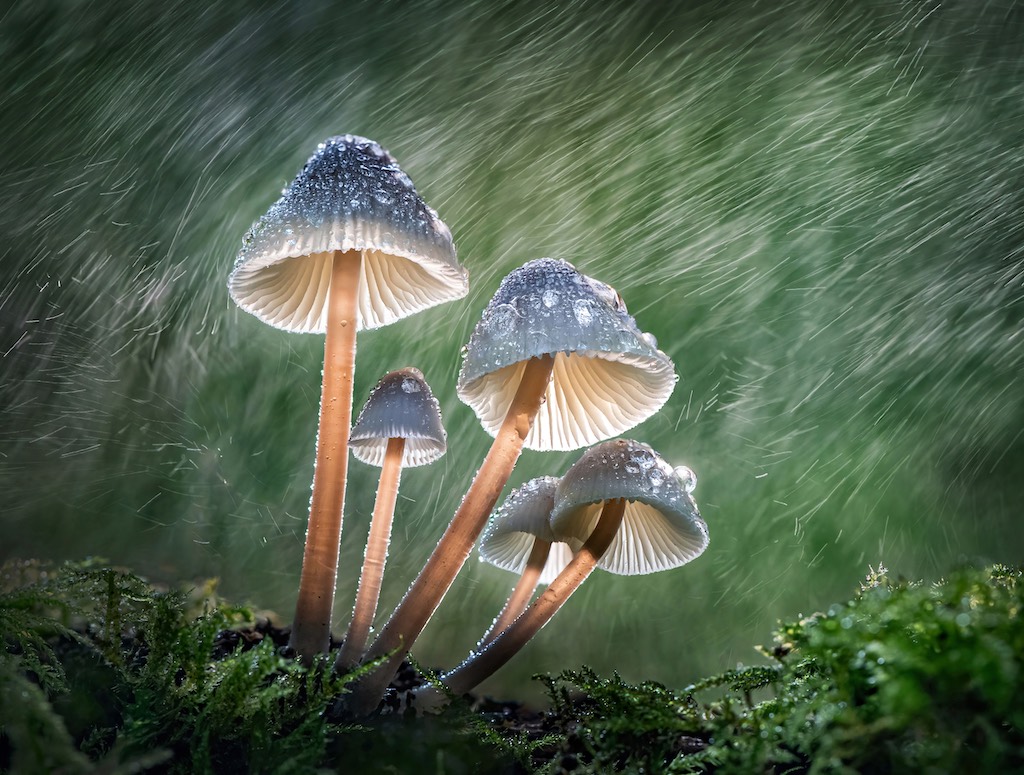Wildlife photograph of fungi mushrooms and their spores/