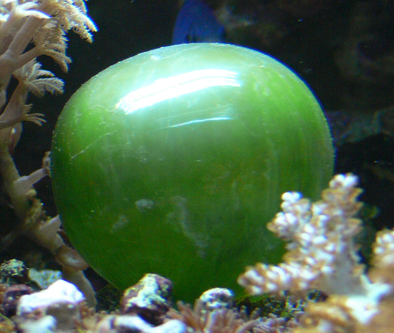 large green orb that looks a lot like a grape but is actually a single-celled alga; some other sea plants are visible in the foreground, background is dark