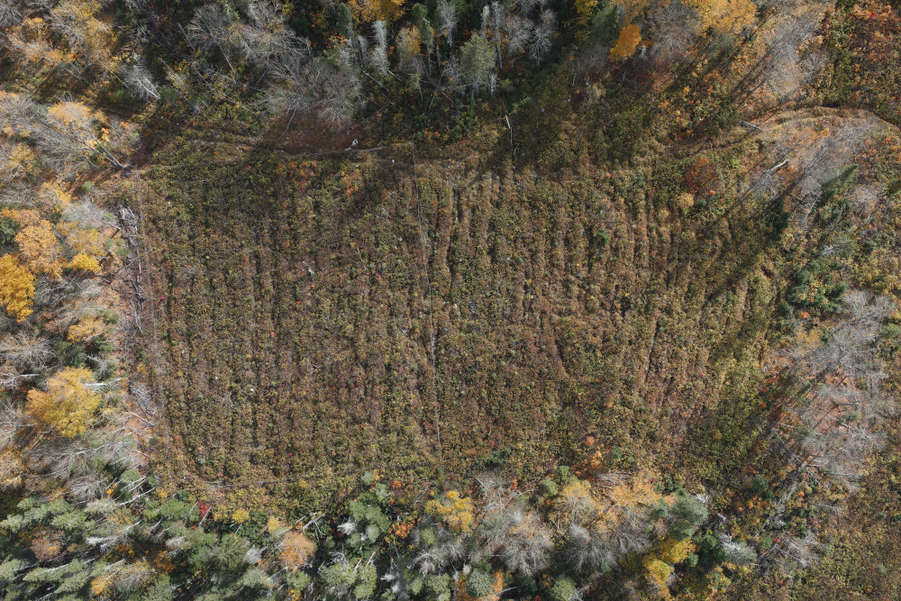 A drone shot of one of the experimental plantation units in Quebec. 
