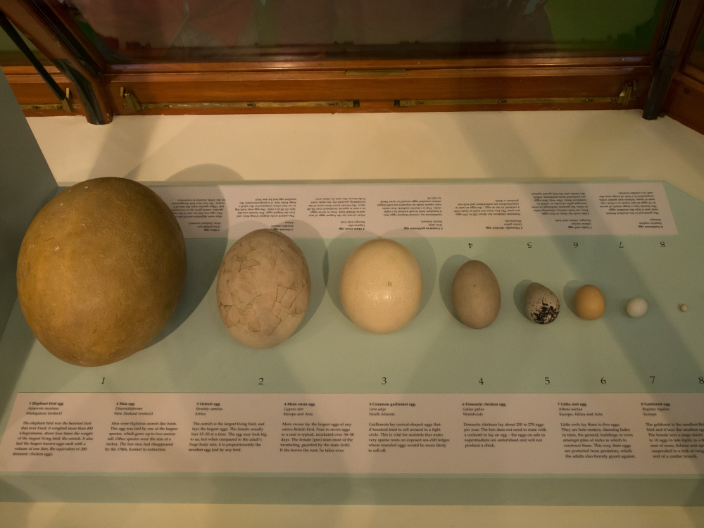 elephant bird egg compared to other eggs